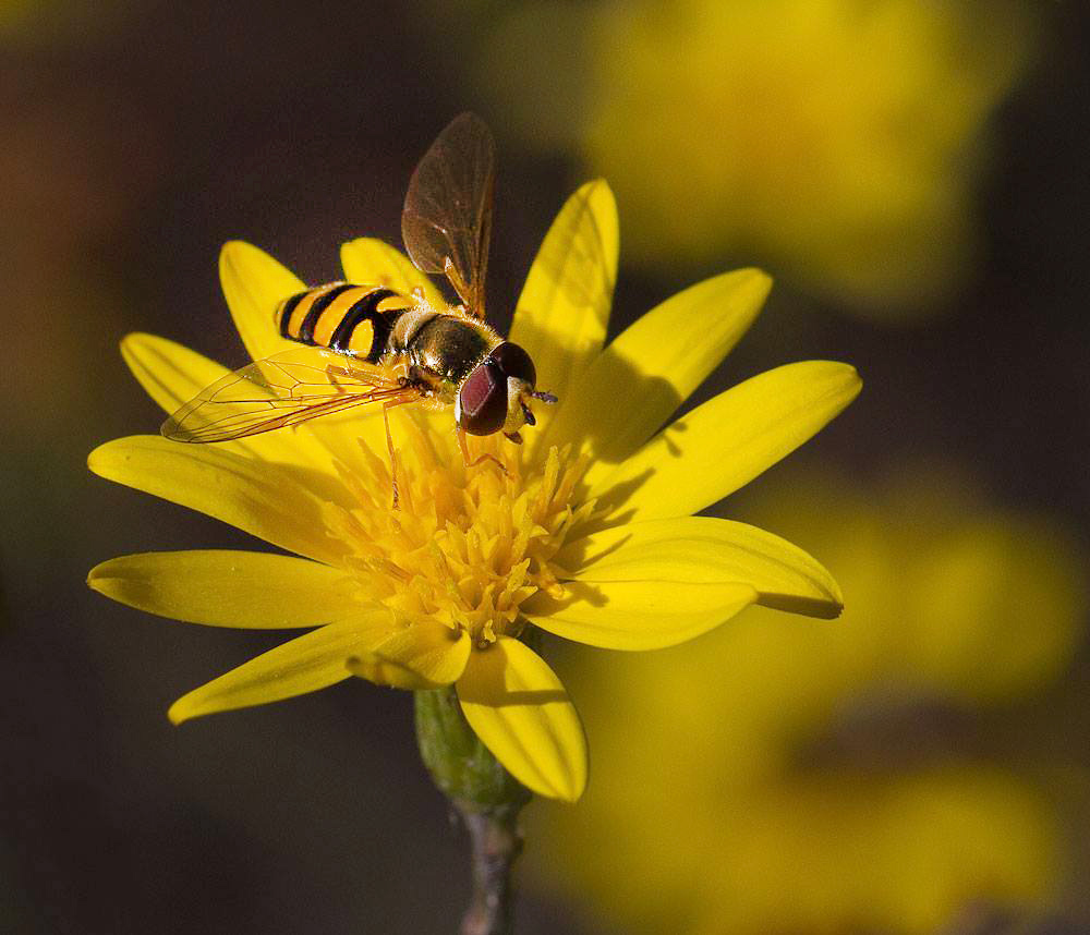 Syrphid fly on narrowleaf silkgrass (Pityopsis graminifolia) in late November.
