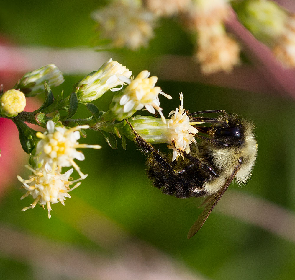 Meet a Pollinator: Carpenter Bee  University of Maryland Extension