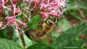 Cover photo for Pollinator Field Day - Sept. 8, 2018