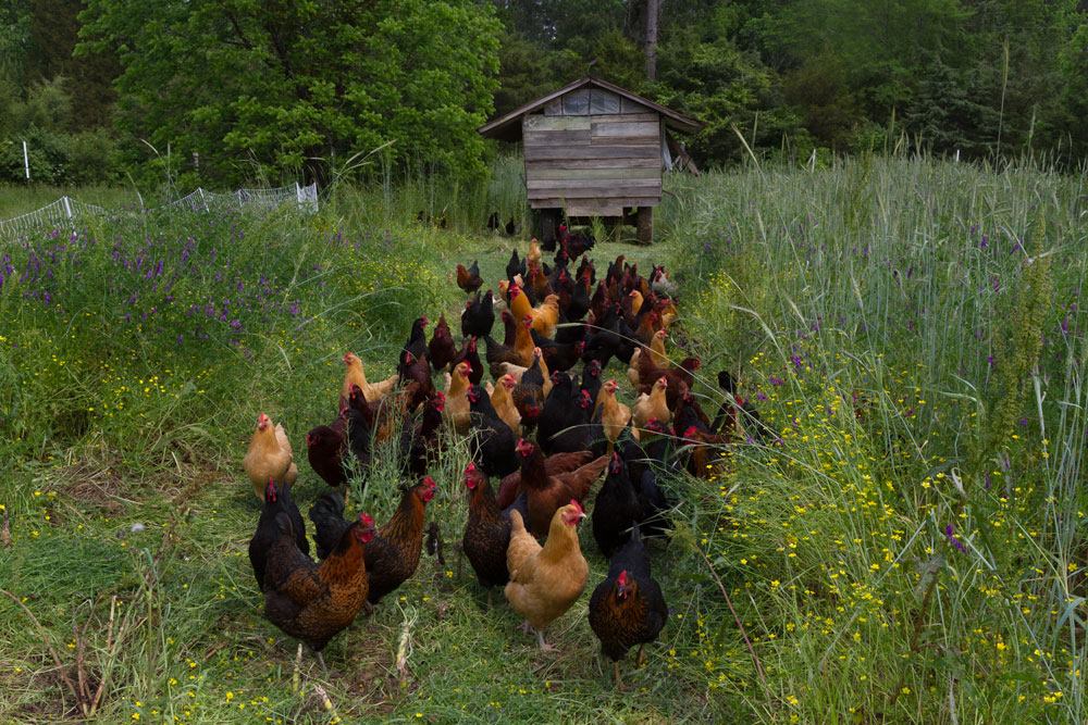 Pastured hens at Perry-winkle Farm
