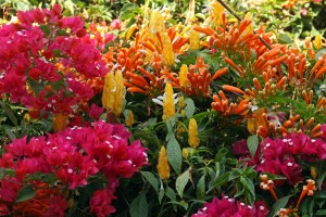 flowers