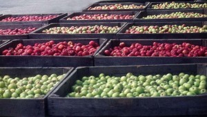 crates of apples