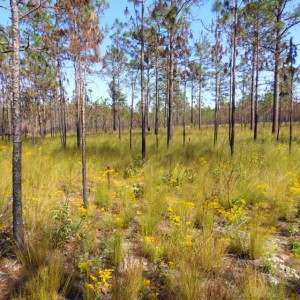 Cover photo for Longleaf Pine Can Grow Legacy, Profitability
