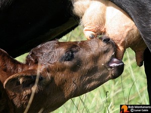 Cover photo for It's All About That Colostrum!
