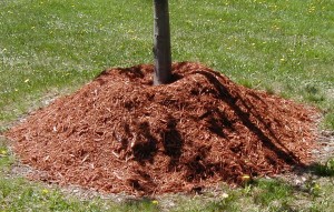 When mulching in the landscape, it is possible to have too much of a good thing. The excessive amount of mulch around this tree can cause the tree to decline. Avoid these "mulch volcanoes" by maintaining a 3 to 4" layer of mulch and keeping it pulled away from the base of the tree. Photo: Cornell University