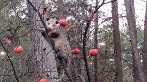 Opossum on a Persimmon tree Image by Lucy Bradley CC-BY-NC