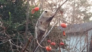 Opossum in a Persimmon tree - image by Lucy Bradley CC-BY-NC