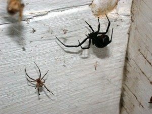 black widow spider web identification