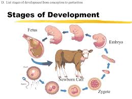 Cow Pregnancy Stages