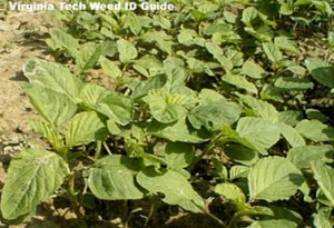 smooth pigweed