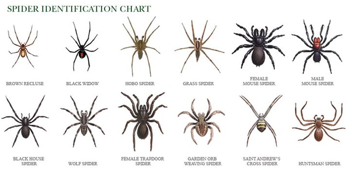 Arizona Spiders Identification Chart