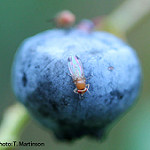 spotted wing drosophila adult on blueberry