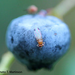 Cover photo for IPM for Spotted Wing Drosophila