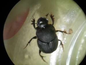 Picture of dung beetle.