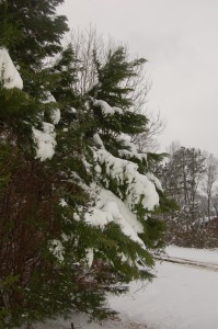 Leyland cypress covered in snow