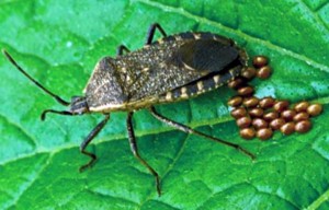 Squash bug female and eggs Photograph courtesy of ESA