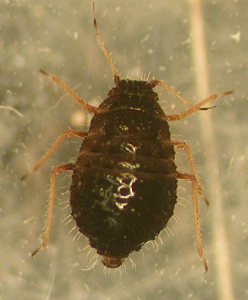 Sipha maydis adult. Photo from J. Sorensen, California Department of Food and Agriculture.