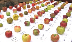 Dozens of apples  displayed  with cultivar labels