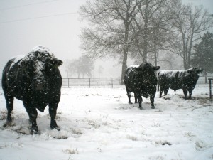 snow and livestock