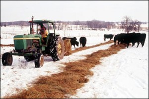 winter hay feeding