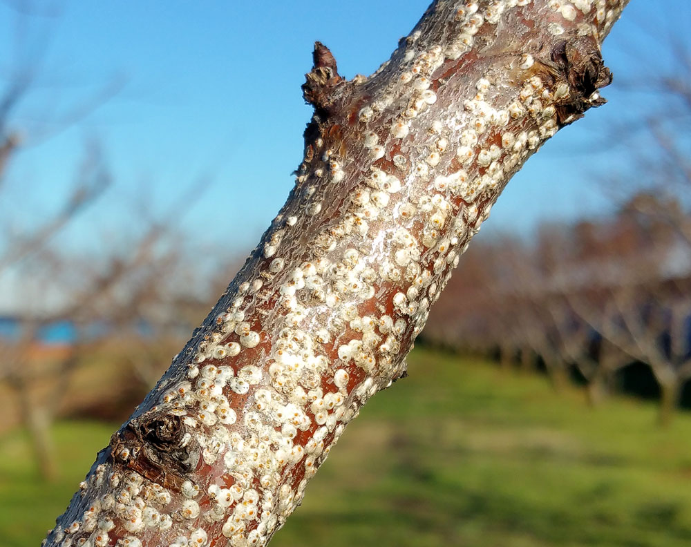 Check Fruit Trees for Scale Pests