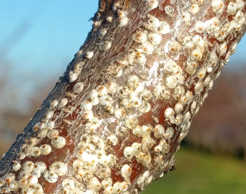 Dealing with Mussel Scale infestations on an apple tree – Herbidacious