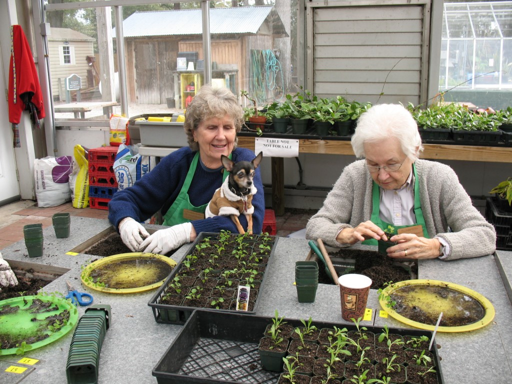 Posts About Horticulture Therapy Nc State Extension Posts About Horticulture Therapy Nc State Extension