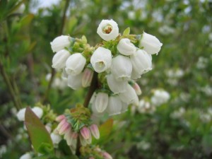 blueberry blossoms