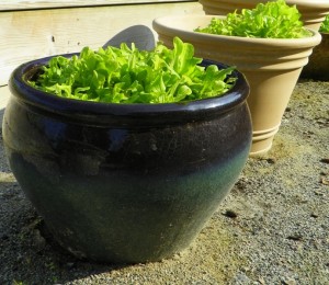 Container garden
