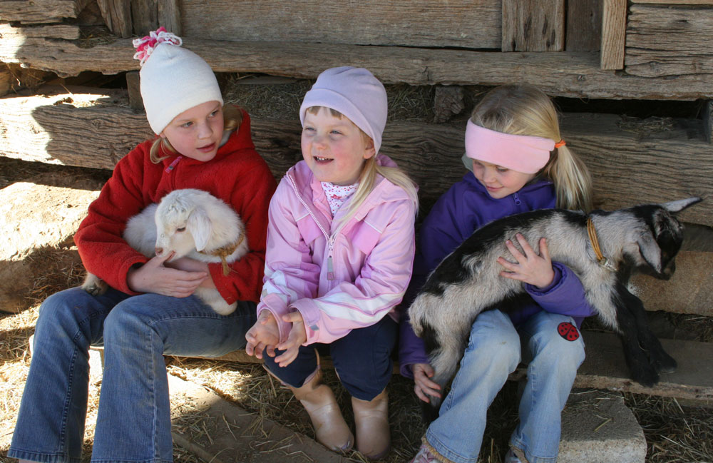 Some young visitors enjoy hanging out with the goat kids at Celebrity Dairy. Photo by Debbie Roos.