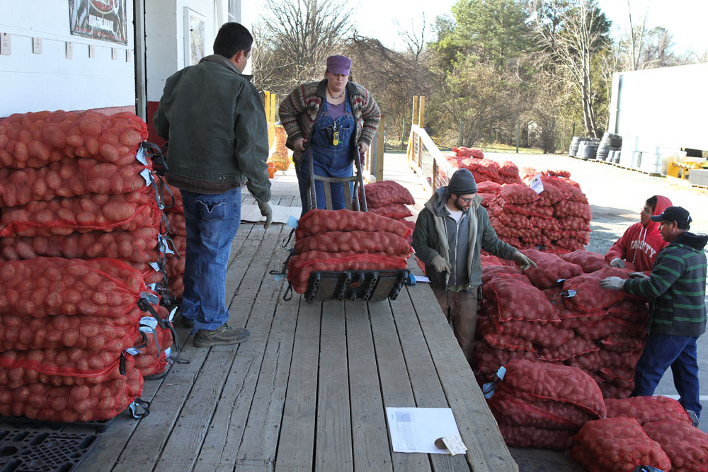 Almost all of the 20,000 lbs. of organic seed potatoes were pre-ordered by farmers throughout the piedmont region. Photo by Debbie Roos.