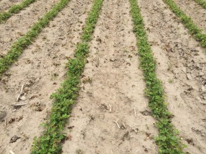 Agent 7. Peanut test plot for Early Post emergent herbicide sprays in peanut.