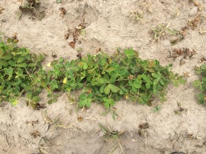 Agent 7. Peanut test plot for Early Post emergent herbicide sprays in peanut.