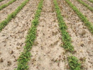 Agent 8. Peanut test plot for Early Post emergent herbicide sprays in peanut.