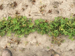 Agent 8. Peanut test plot for Early Post emergent herbicide sprays in peanut.