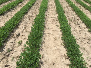 Agent 7. Peanut test plot for Early Post emergent herbicide sprays in peanut.