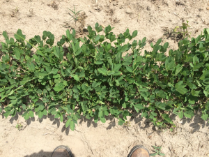 Agent 7. Peanut test plot for Early Post emergent herbicide sprays in peanut.