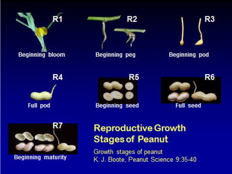 Peanut growth stages
