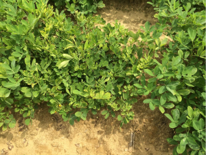 Spotted wilt of peanut observed in fields with lower than optimum peanut populations.