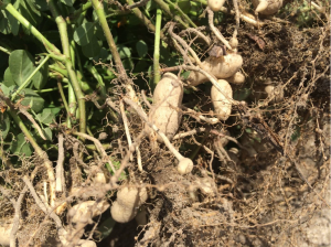 Peanut planted May 18 with images recorded July 22.