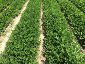 Peanut planted May 27 with images recorded July 22.