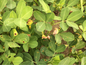 Peanut expressing some chlorosis and necrosis, most likely from agrochemical applications.