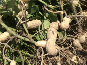 Peanut planted May 5 with images recorded July 22.
