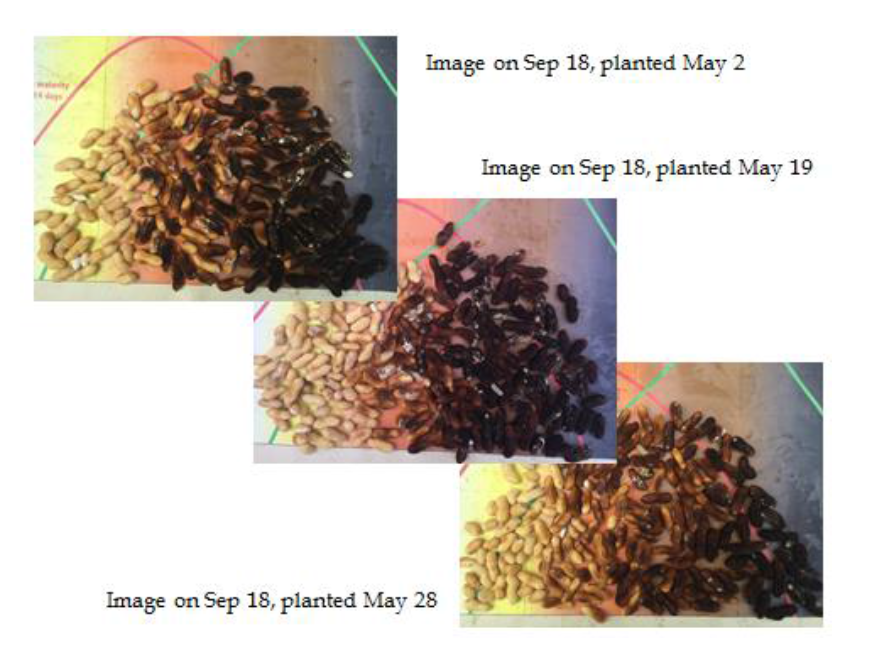peanut maturity profiles for three planting dates