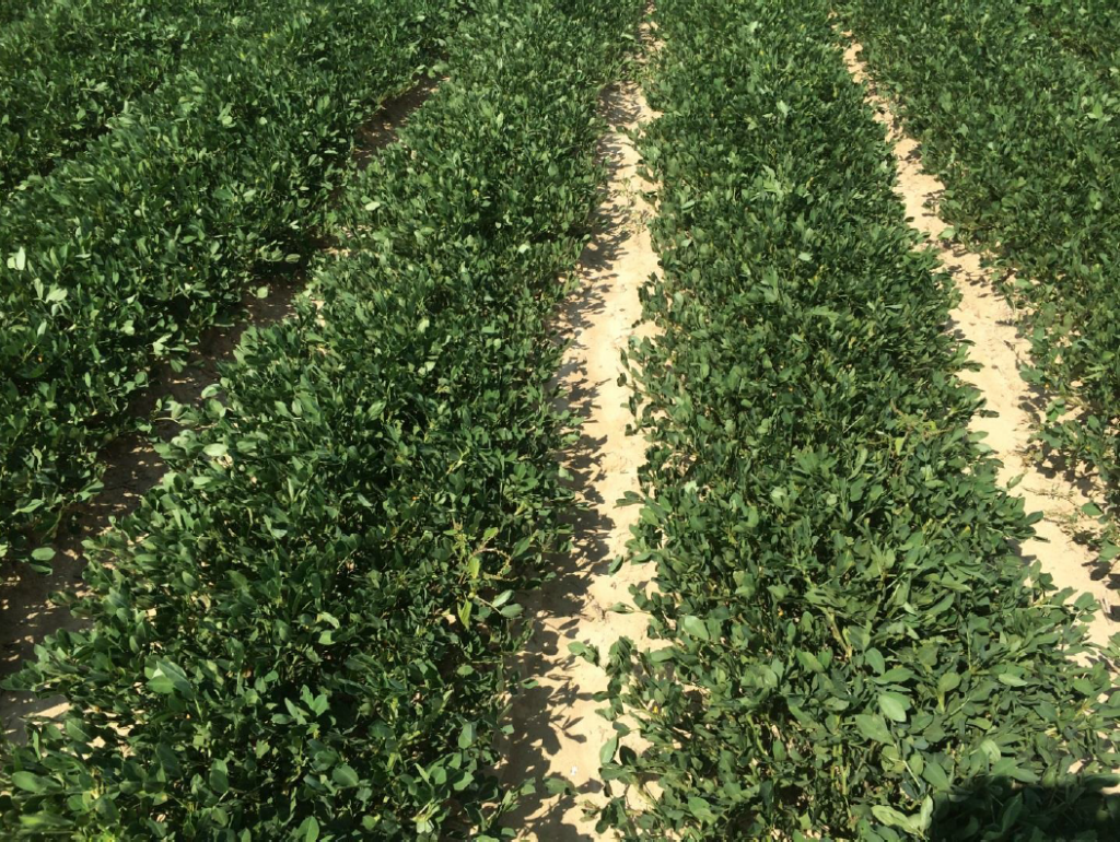 Peanut in coastal plain of North Carolina experiencing dry conditions on July 30