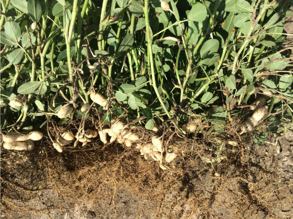 Peanut planted May 18 with images recorded July 30