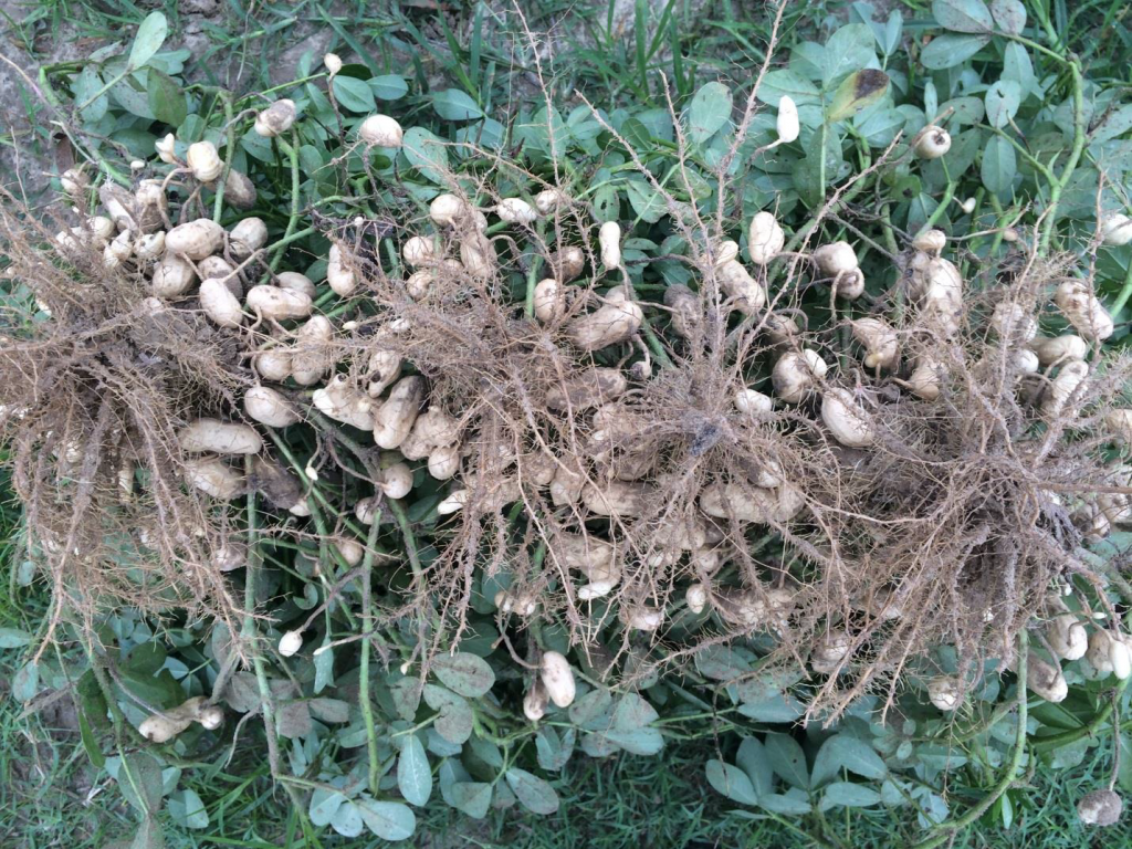 Figure 2. Pods and foliage of the variety Bailey planted May 8 at Whiteville with image recorded August 28