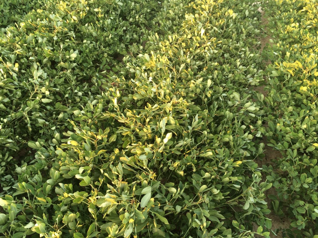 Figure 11. Pod set on plants and vines from Rocky Mount growing under moderate drought stress on August 29