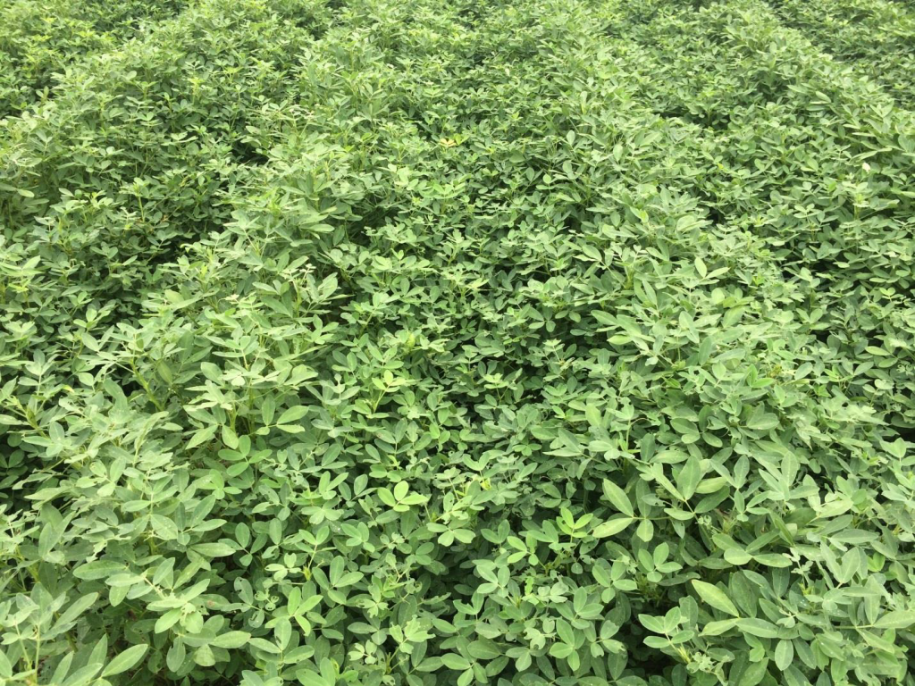 Figure 3. Pods and foliage of the variety Bailey planted May 8 at Whiteville with image recorded August 28