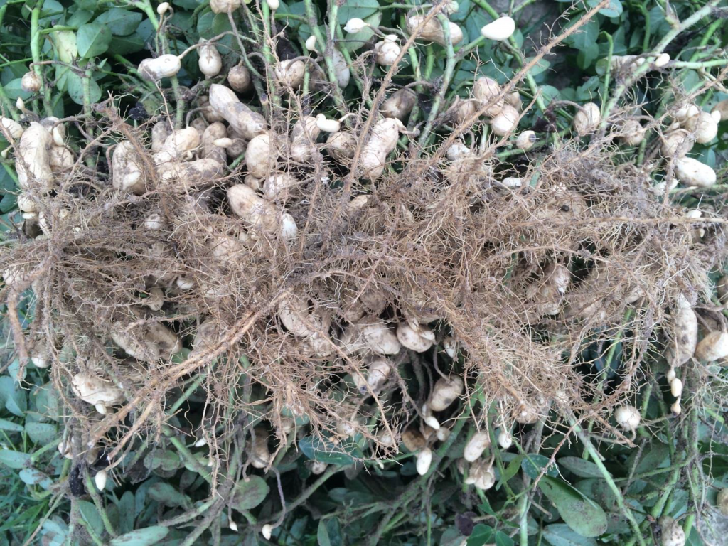 Figure 4. Pods and foliage of the variety Sullivan planted May 8 at Whiteville with image recorded August 28